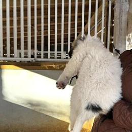 Great Pyrenees Puppies Available in Charlotte, nc