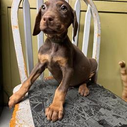 Doberman puppies available, 9 weeks old and ready to go in Indianapolis, in