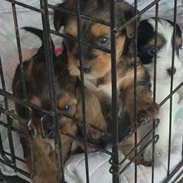 Yorkipoo Puppies Ready for New Homes in Dansville, mi