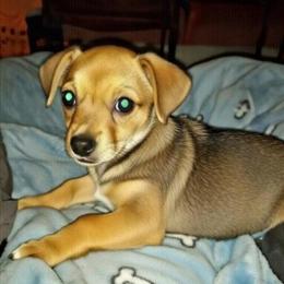 Chorkie Male - Friendly Chihuahua/Yorkie Mix in North Wilkesboro, nc