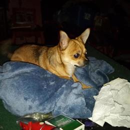 Chorkie Female Puppy Available in North Wilkesboro, nc