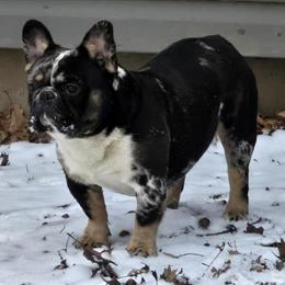 Male French Bulldog Stud - Tri Merle Fluffy Carrier in Norwalk, oh