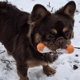 French Bulldog Stud Fuego - New Shade Rojo with Killer DNA in Norwalk, oh