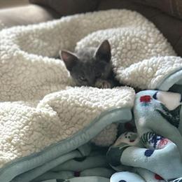 Female Kitten Needs a Loving Home in Lancaster, oh