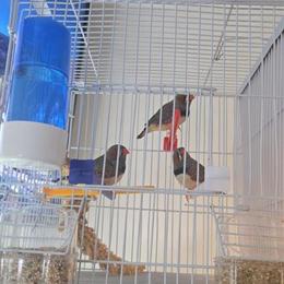 Finches for Sale: Various Species Available in Yonkers, ny