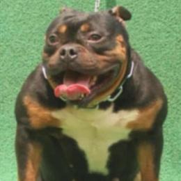 Adult Female Micro American Bully for Sale in Jonesboro, ga