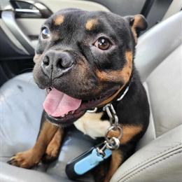 Micro American Bully Female for Sale in Jonesboro, ga