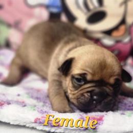 American Bully Puppies Available Now - Born 11/24/2025 in Jonesboro, ga