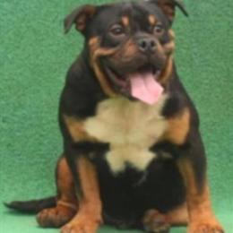 American Bully Drako - Black Tri Male for Sale or Stud in Jonesboro, ga