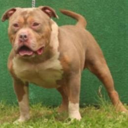 Lilac Tri American Bully Male Available for Stud or Sale in Jonesboro, ga