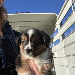 Miniature American Shepherd Puppies Available in Valley Springs, ca
