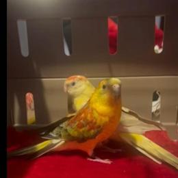 Red Rump Pair for Breeding in Yonkers, ny