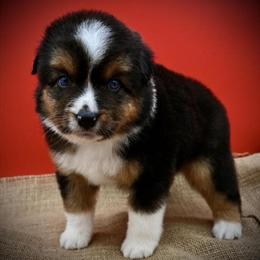 Miniature American Shepherd Puppies Available in Valley Springs, ca