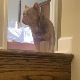 American Bully Stud - Fluffy Isabella Bloodline in Bardstown, ky