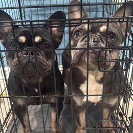 Female French Bulldog Puppies Looking for Good Homes in Philadelphia, pa