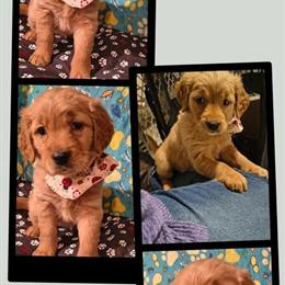 Golden Retriever Puppies Available in Asheboro, nc