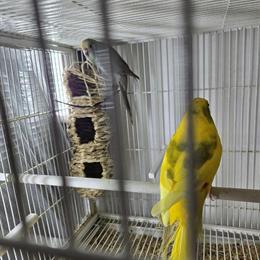 Kakariki Parrot Pair for Sale in Yonkers, ny