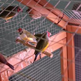 Gouldian Finches and Other Finches for Sale in Saginaw, mi