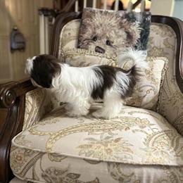 Shih Tzu Puppies - AKC Registered in Huntsville, al
