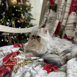 CFA Silver Shaded Persian Kitten for Sale in Huntsville, al