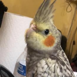 Baby Cockatiels - Hand-Tamed and Sweet in Brooklyn, ny