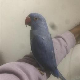 Male Violet Indian Ringneck Baby Bird for Sale in Brooklyn, ny