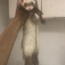 Ferret Looking for a Loving Home in Brooklyn, ny
