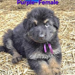 German Shepherd Sable & Black/Tan Puppies Available in Wellington, oh
