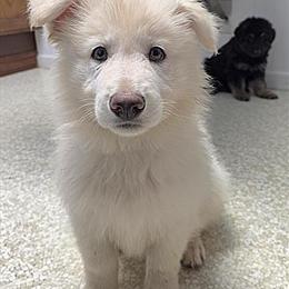 German Shepherd White Puppies Available Now in Wellington, oh