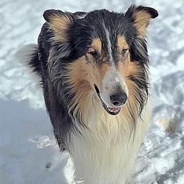 Collie Puppies Available - AKC Registered, Vaccinated, and Dewormed in Wellington, oh