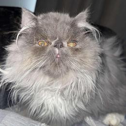 Persian Kittens Coming Soon - Ready Late May/June in Armada, mi