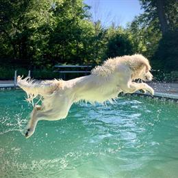 English Cream Golden Retriever Stud Available for Breeding in Perry, mi