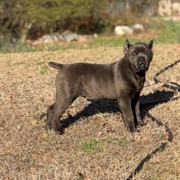 Cane Corso Puppy Available in Fairburn, ga