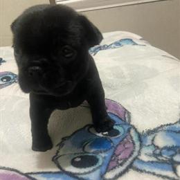 Black French Bulldog Puppies Available in Fayetteville, ga