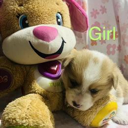 Female Corgi Puppies for Adoption in Storm Lake, ia