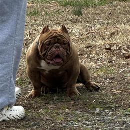 Bully Stud Available in Charlotte, NC in Gastonia, nc