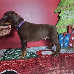 Doberman Pinscher Puppies Ready for Forever Homes in Celina, oh