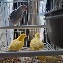 Indian Ringnecks for Sale in Brooklyn, ny
