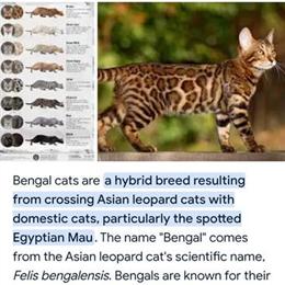 Bengal Kittens for Sale in Tallahassee in Tallahassee, fl