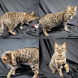 Female Bengal Cat Available in Grand Rapids, mi