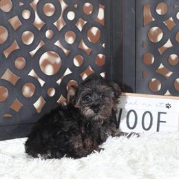 Yorkiepoo Puppy Mickey Ready for a Loving Home in Mount Vernon, oh