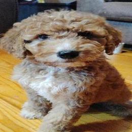 Female Goldendoodle Puppy Ready for a New Home in Leeds, al