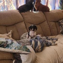 Dachshund Mini Puppies Ready for New Homes in Hillsboro, oh