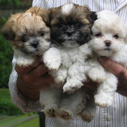 Shih Tzu and Toy Poodle Mix Puppies Ready for New Homes in Grand Blanc, mi