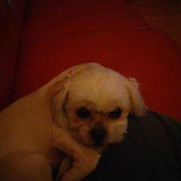 Shih Tzu Pair Looking for a New Home in Detroit, mi