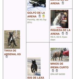 Presa Canario Stud Service Available for $850 in Murfreesboro, tn