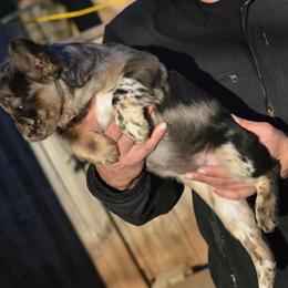 Fluffy Female French Bulldog for Sale at 10k in Murfreesboro, tn