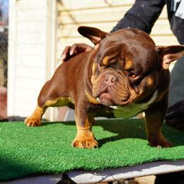 American Bully Stud 'Royal' - Chocolate Tri Crown Son Available in Murfreesboro, tn