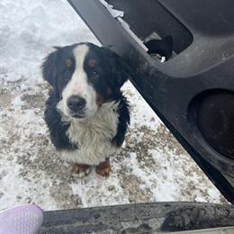 Bernese Mountain Dog Puppies Available in Shelbyville, Indiana in Fairland, in