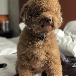 Mini Goldendoodle Puppies Ready for Adoption in Vermont in Burlington, vt